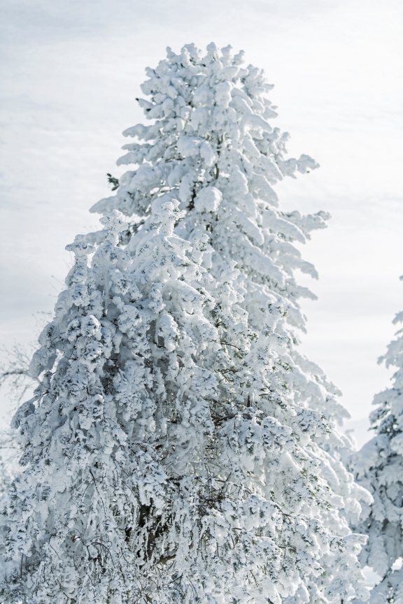 schneegaebris0103 | Schnee Gäbrisseeli | Freie Arbeiten | Leo Boesinger Fotograf