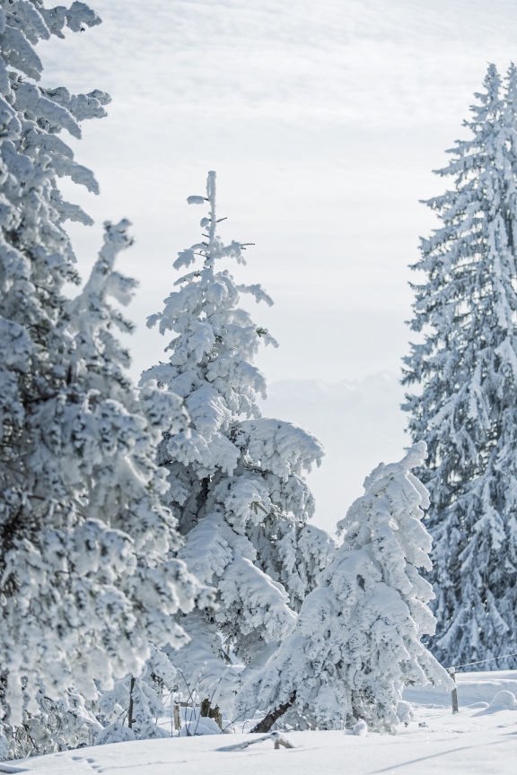 schneegaebris0116 | Schnee Gäbrisseeli | Freie Arbeiten | Leo Boesinger Fotograf