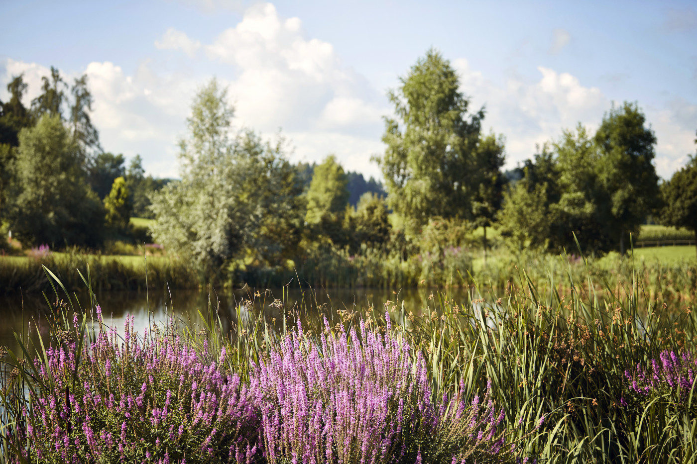 GPW_19_Platz_Landschaft_002 | Golfparks | Natur / Reisen | Leo Boesinger Fotograf