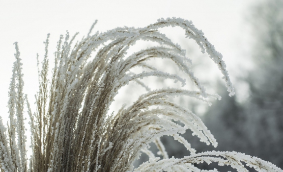 winter10124 | Winter Littenheid | Natur / Reisen | Leo Boesinger Fotograf