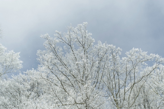 winter10406 | Winter Littenheid | Natur / Reisen | Leo Boesinger Fotograf