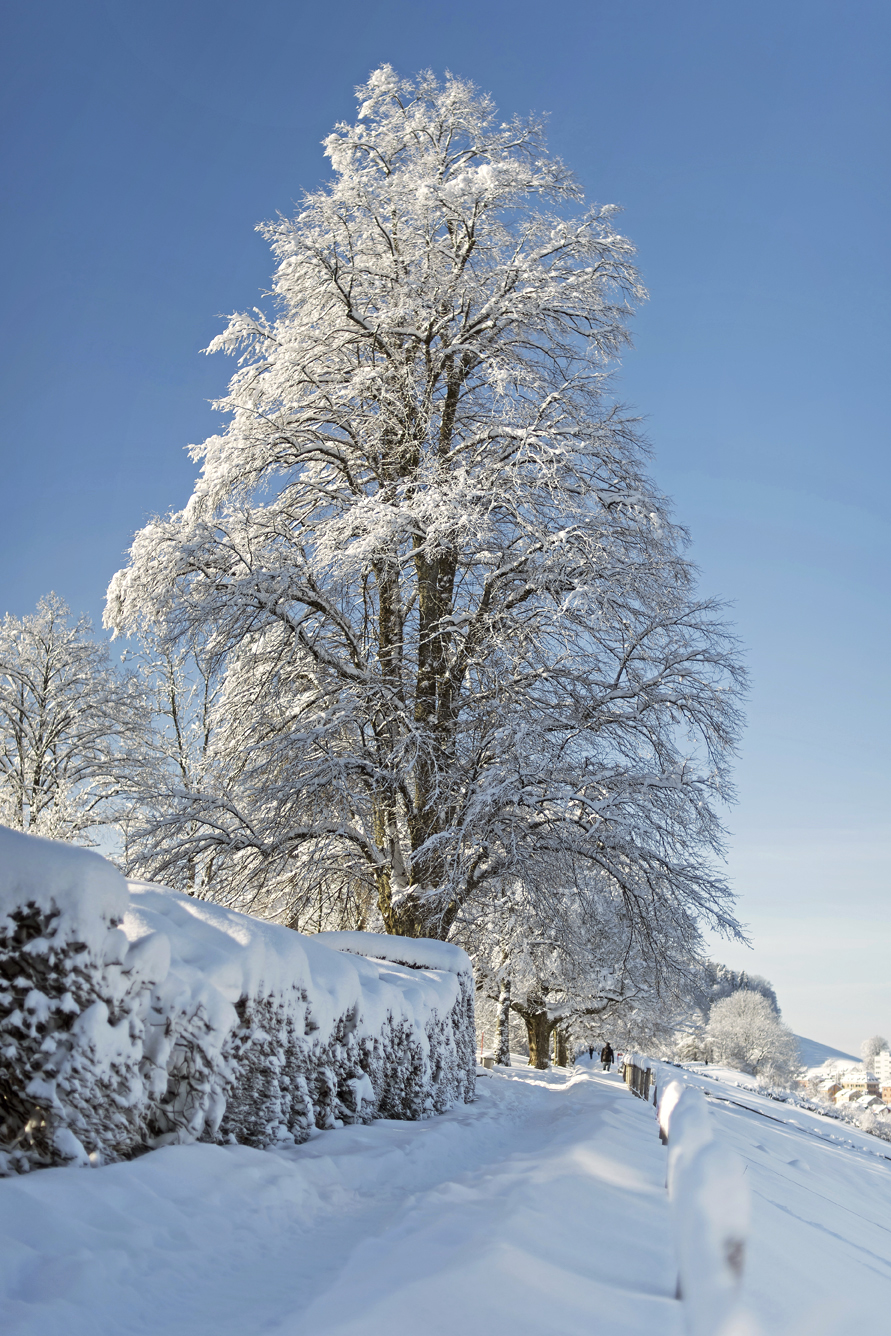 LEO_0293 | Winterstimmung in den drei Weihern | Natur / Reisen | Leo Boesinger Fotograf St. Gallen Spezialist für Portrait- Business- und Architekturfotografie