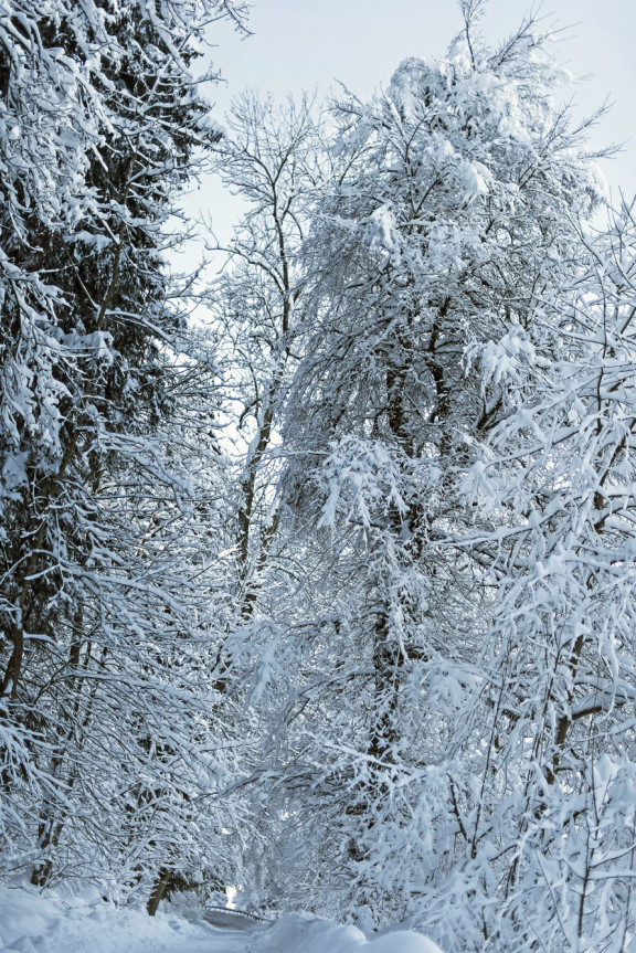 LEO_0360 | Winterstimmung in den drei Weihern | Natur / Reisen | Leo Boesinger Fotograf