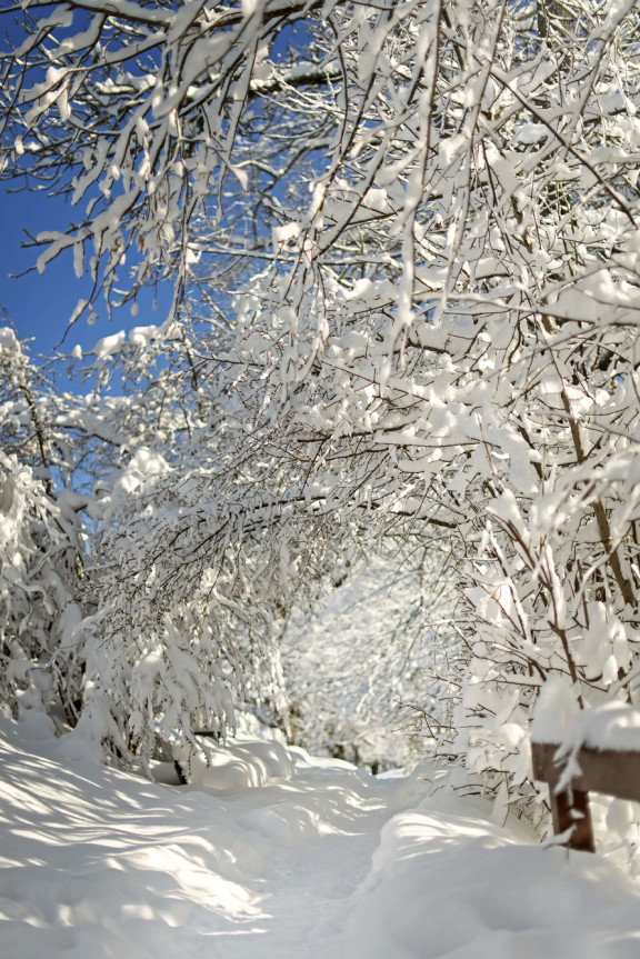 LEO_0416 | Winterstimmung in den drei Weihern | Natur / Reisen | Leo Boesinger Fotograf
