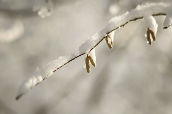 LEO_0423 | Winterstimmung in den drei Weihern | Natur / Reisen | Leo Boesinger Fotograf