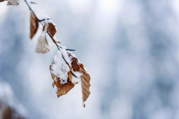 LEO_0526 | Winterstimmung in den drei Weihern | Natur / Reisen | Leo Boesinger Fotograf