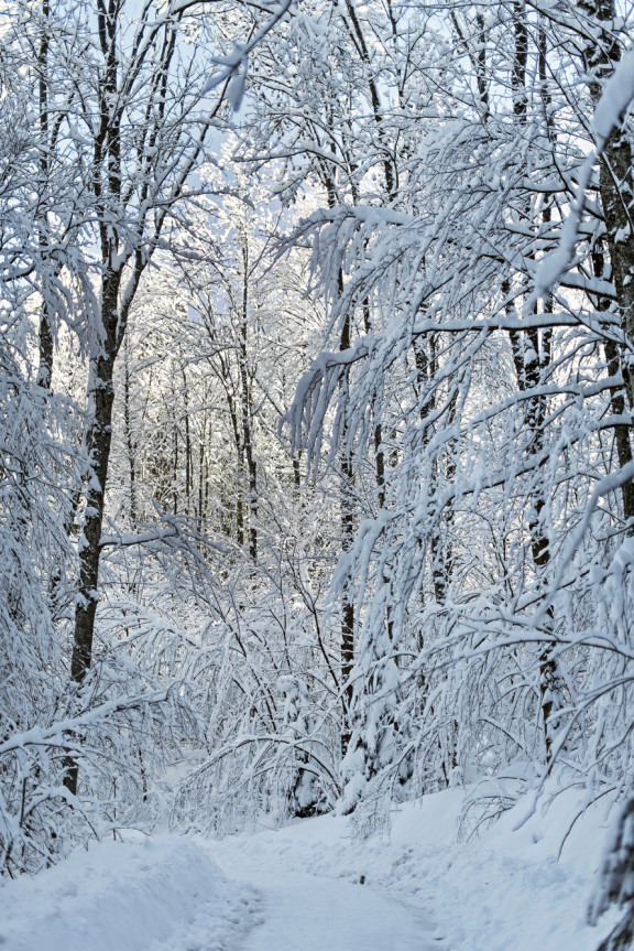 LEO_0546 | Winterstimmung in den drei Weihern | Natur / Reisen | Leo Boesinger Fotograf