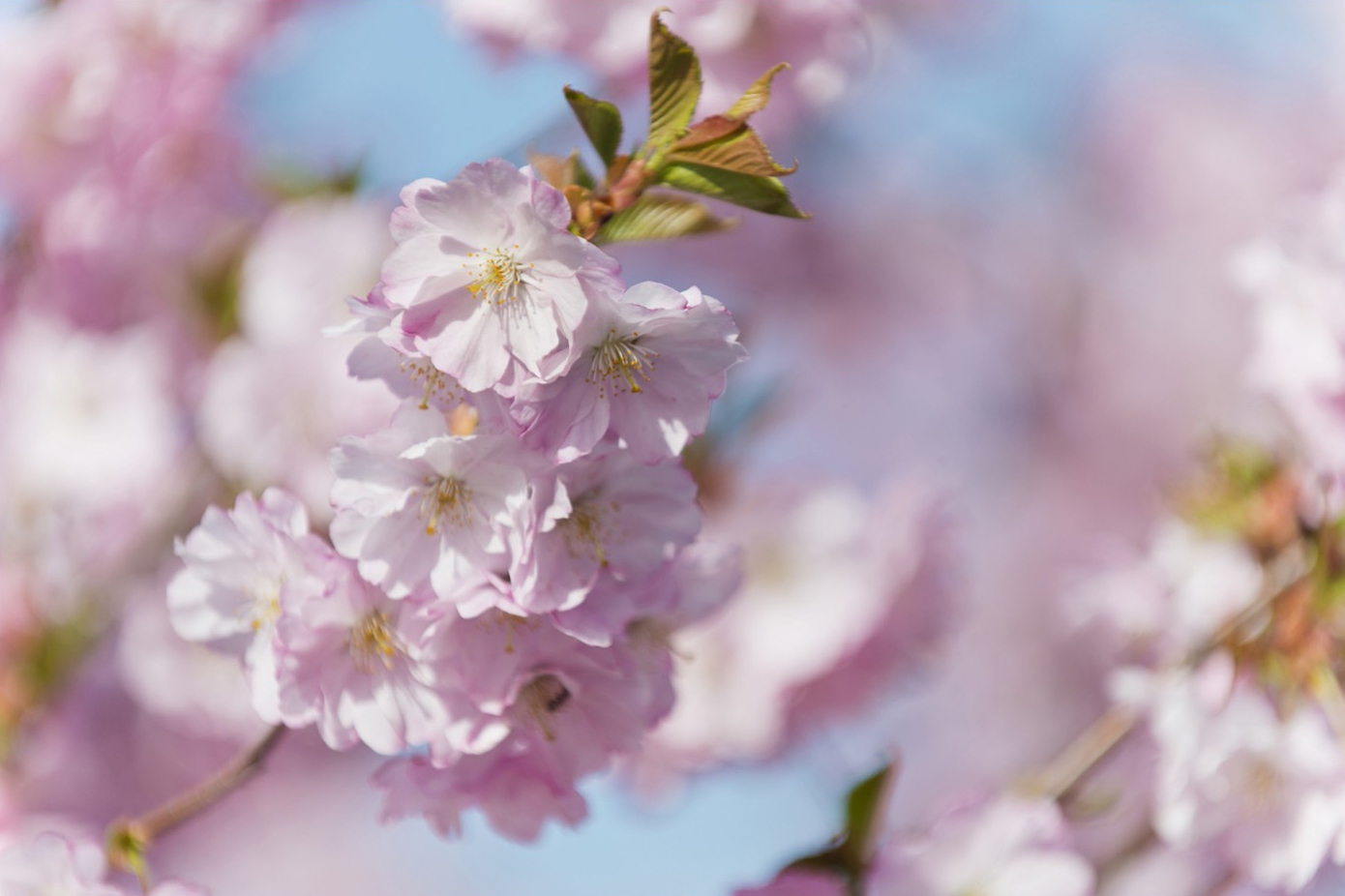 kirschblueten0091 | Kirschblüten | Natur, Städte und Reisen | Leo Boesinger Fotograf St. Gallen Spezialist für Portrait- Business- und Architekturfotografie