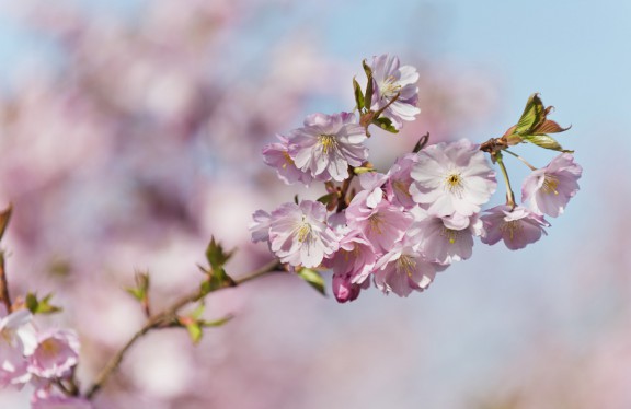 kirschblueten0104 | Kirschblüten | Natur, Städte und Reisen | Leo Boesinger Fotograf St. Gallen Spezialist für Portrait- Business- und Architekturfotografie