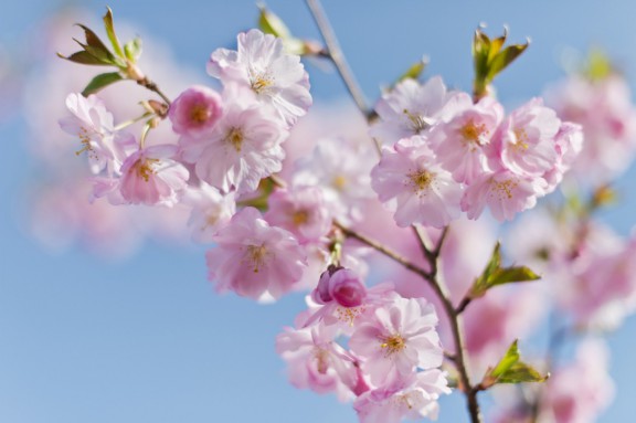kirschblueten0168 | Kirschblüten | Natur, Städte und Reisen | Leo Boesinger Fotograf St. Gallen Spezialist für Portrait- Business- und Architekturfotografie