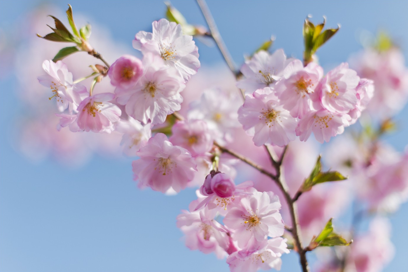 kirschblueten0168 | Kirschblüten | Natur, Städte und Reisen | Leo Boesinger Fotograf St. Gallen Spezialist für Portrait- Business- und Architekturfotografie