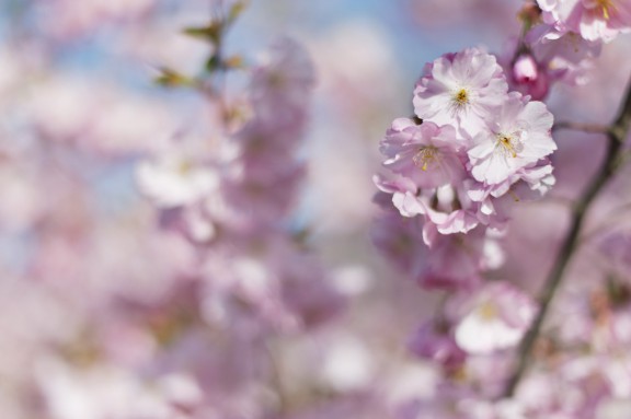 kirschblueten0188 | Kirschblüten | Natur, Städte und Reisen | Leo Boesinger Fotograf St. Gallen Spezialist für Portrait- Business- und Architekturfotografie