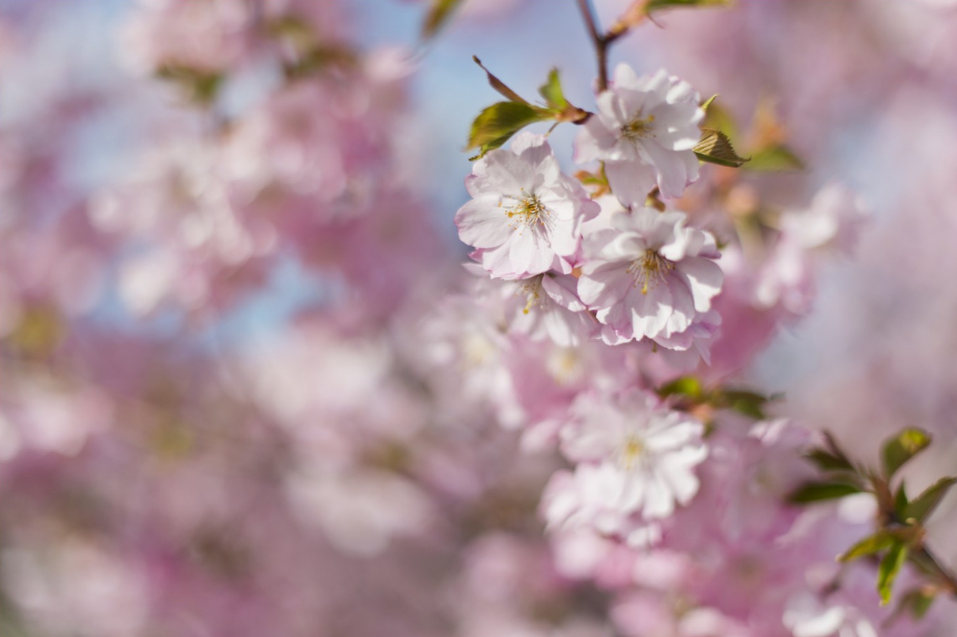 kirschblueten0220 | Kirschblüten | Natur, Städte und Reisen | Leo Boesinger Fotograf St. Gallen Spezialist für Portrait- Business- und Architekturfotografie