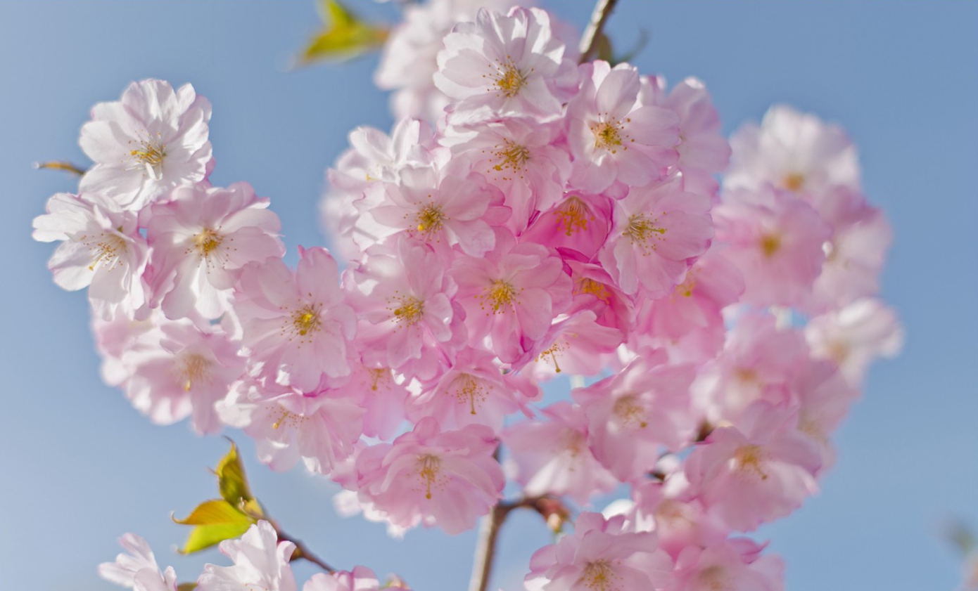 kirschblueten0231 | Kirschblüten | Natur, Städte und Reisen | Leo Boesinger Fotograf St. Gallen Spezialist für Portrait- Business- und Architekturfotografie