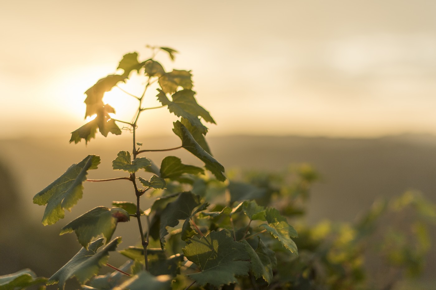 Piemont_0016 | Piemont | Natur, Städte und Reisen | Leo Boesinger Fotograf St. Gallen Spezialist für Portrait- Business- und Architekturfotografie