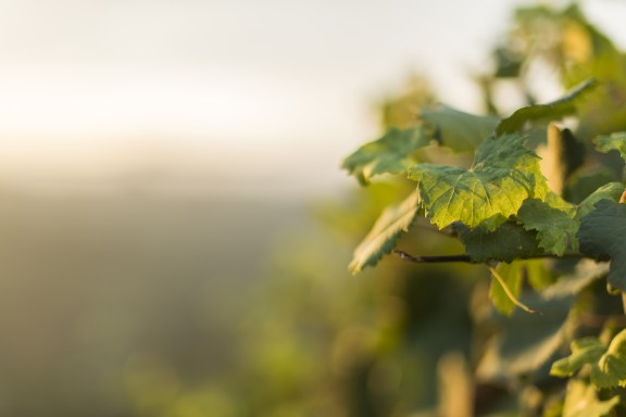 Piemont_0017 | Piemont | Natur, Städte und Reisen | Leo Boesinger Fotograf St. Gallen Spezialist für Portrait- Business- und Architekturfotografie