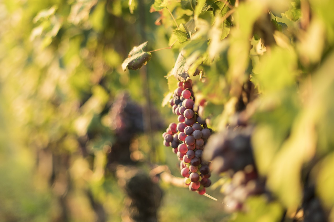 Piemont_0023 | Piemont | Natur, Städte und Reisen | Leo Boesinger Fotograf St. Gallen Spezialist für Portrait- Business- und Architekturfotografie