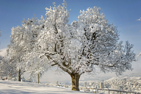 LEO_0497 | Winterstimmung in den drei Weihern | Natur, Städte und Reisen | Leo Boesinger Fotograf St. Gallen Spezialist für Portrait- Business- und Architekturfotografie