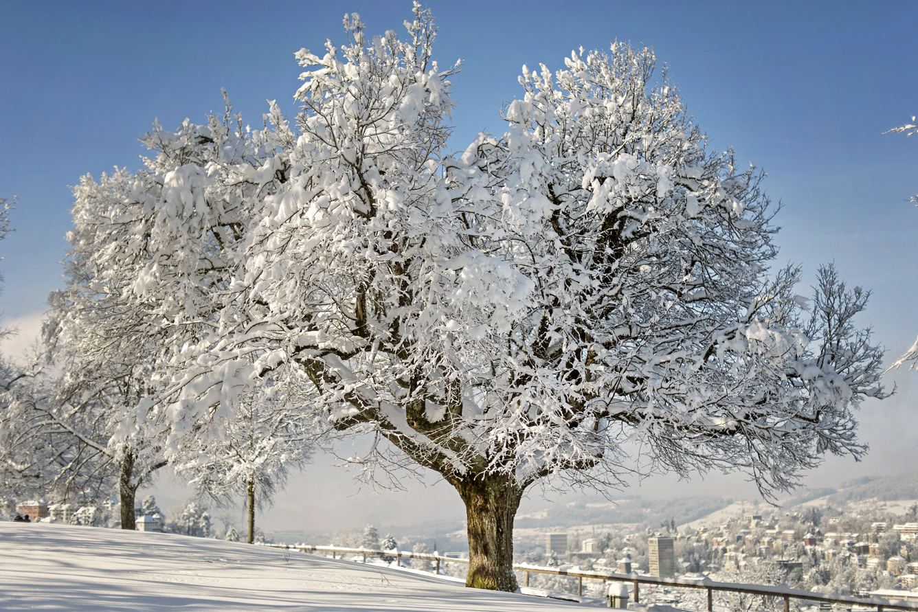 LEO_0497 | Winterstimmung in den drei Weihern | Natur, Städte und Reisen | Leo Boesinger Fotograf St. Gallen Spezialist für Portrait- Business- und Architekturfotografie